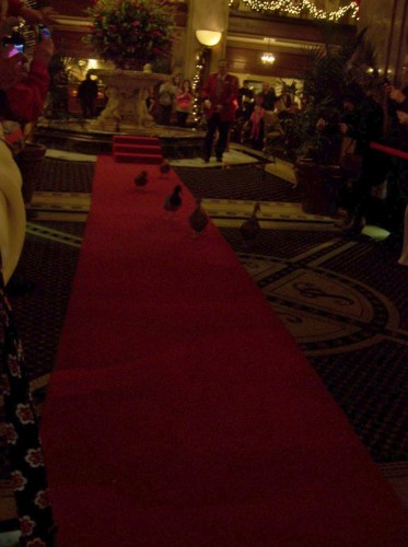They even get a red carpet.