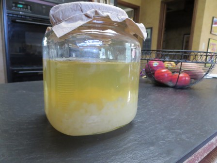 This is what your first fermentation will look like.