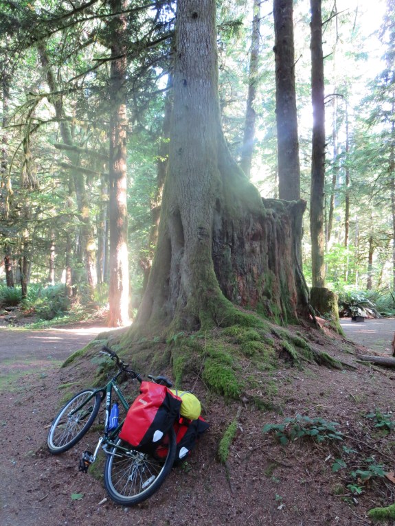 British Columbia trees